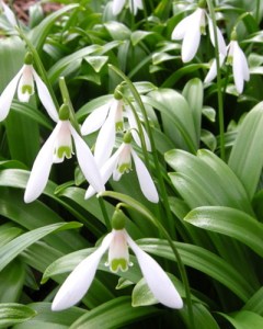 Galanthus woronowii.jpg